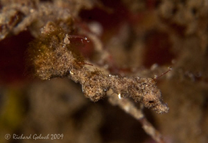 Lembeh Pigmy Pipe Seadragon-Canon 50 D 100 mm macro + UCL... by Richard Goluch 